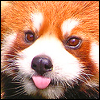 /gallery/Free_red_panda_icon_100x100_by_SuperTuffPinkPuff.png