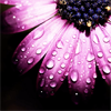 /gallery/Meathiel_purple03.png