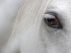 /gallery/detail_of_white_horse_head_with_long_eye_lashes.jpg