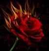http://www.stmivani-ff.cz/gallery/ho%C5%99%C3%ADc%C3%AD%20r%C5%AF%C5%BEe.jpg