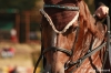 /gallery/show_jumping__by_luciag-d30xjfx.jpg