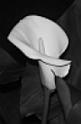 kala