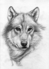 /gallery/Canis_Lupus_by_photografever.jpg