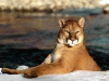 /gallery/beautiful-puma.jpg
