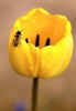 /gallery/tulipán.jpg