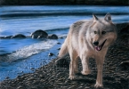 /gallery/wolf-beach.jpg